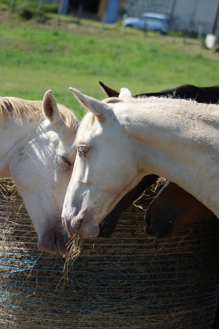 Gelding PRE Pure Spanish Bred For sale 2025 Cremello