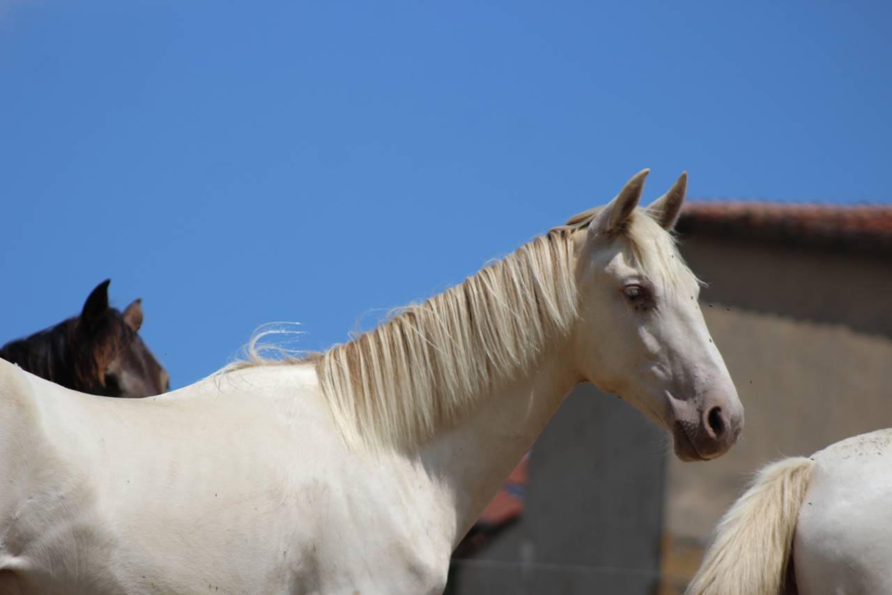 Gelding PRE Pure Spanish Bred For sale 2025 Cremello