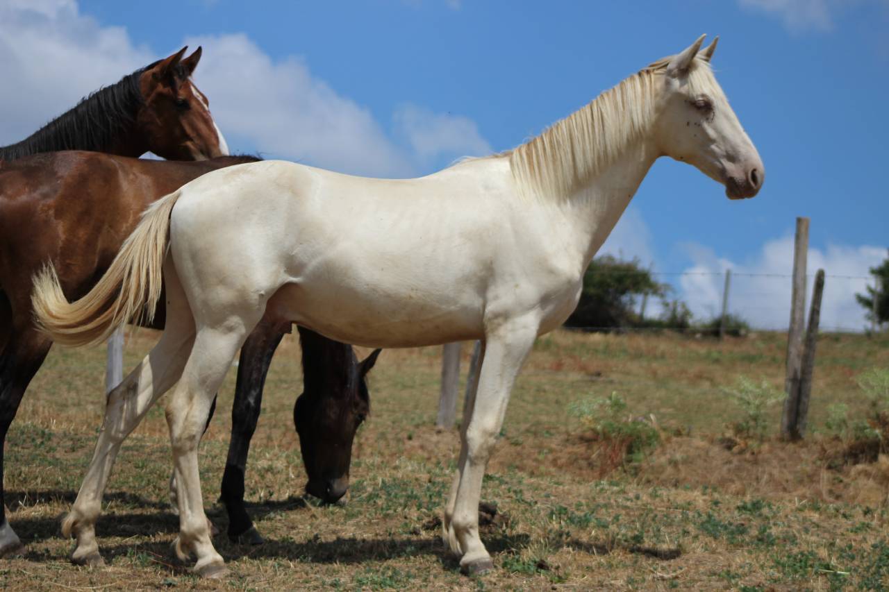 Gelding PRE Pure Spanish Bred For sale 2025 Cremello