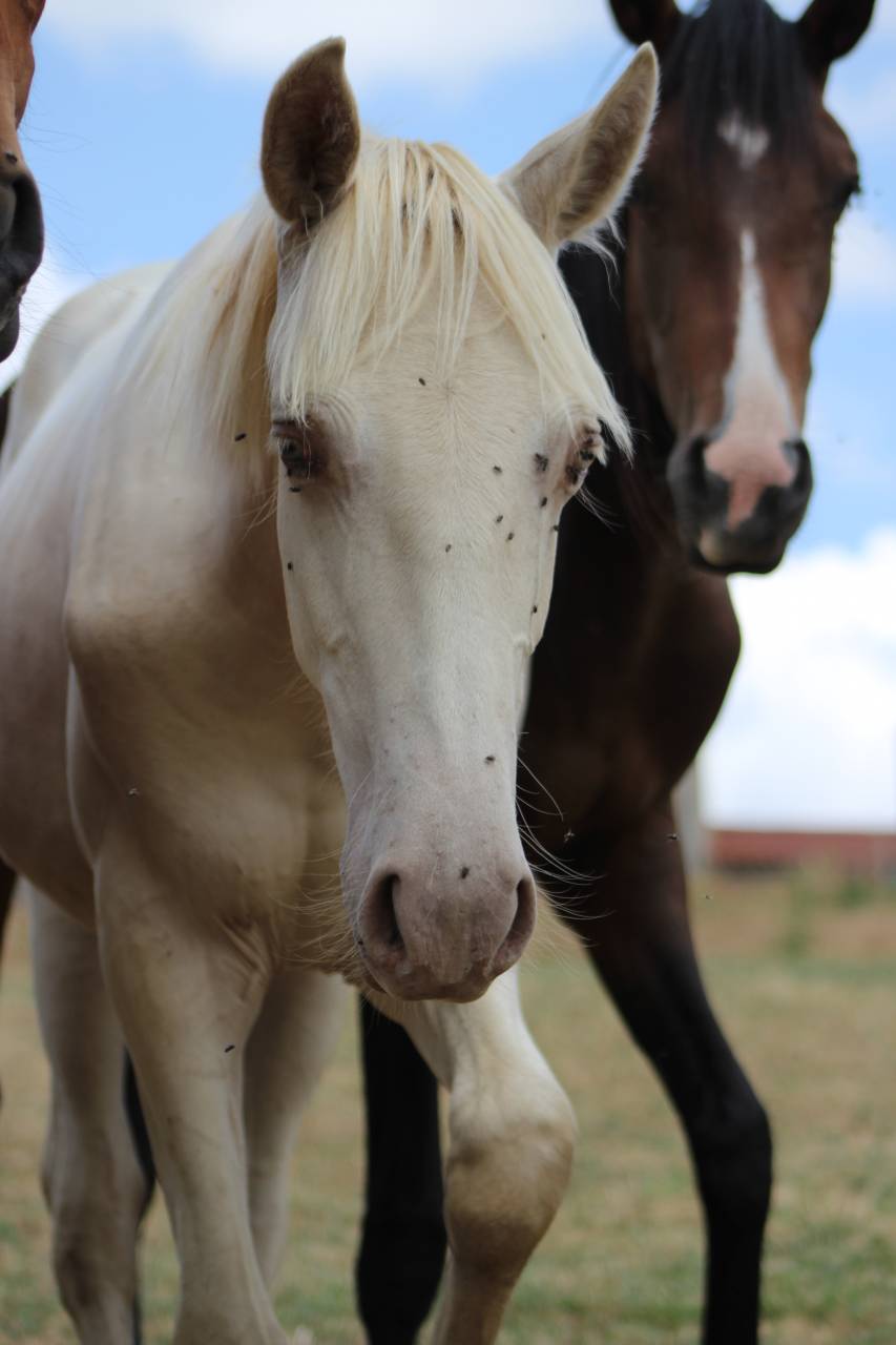 Gelding PRE Pure Spanish Bred For sale 2025 Cremello