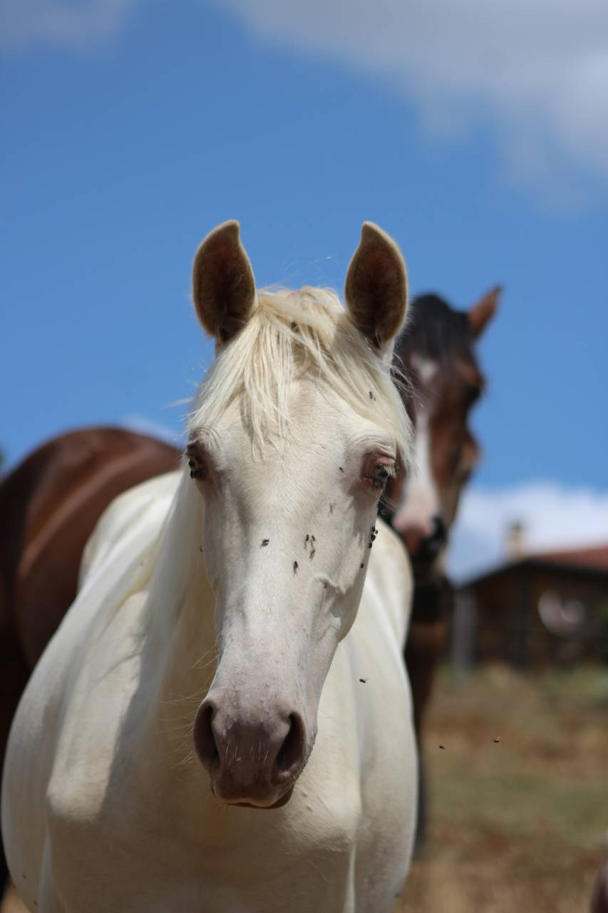 Gelding PRE Pure Spanish Bred For sale 2025 Cremello
