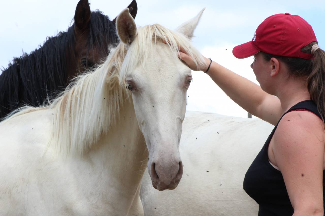 Gelding PRE Pure Spanish Bred For sale 2025 Cremello