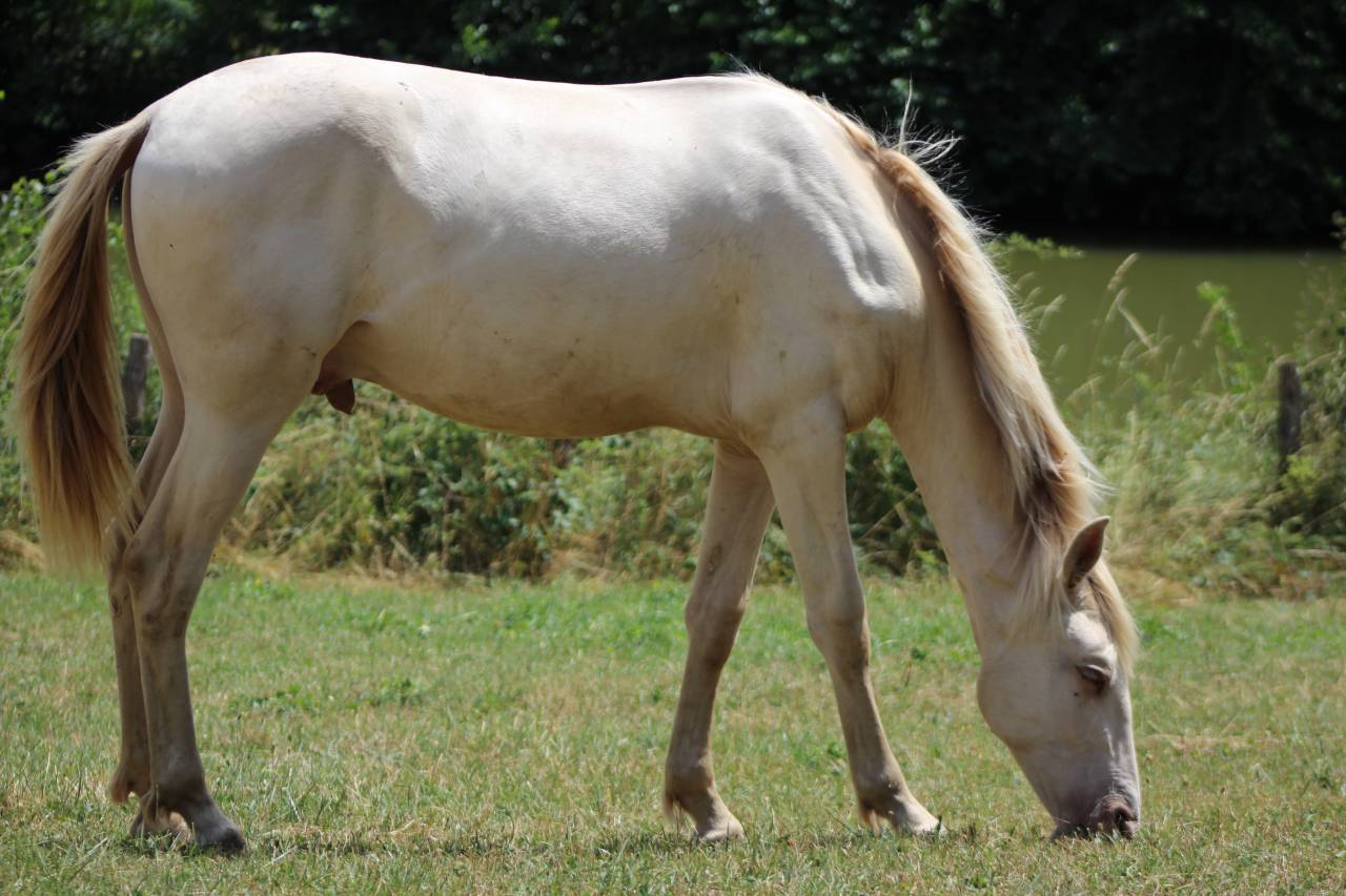 Gelding PRE Pure Spanish Bred For sale 2025 Cremello