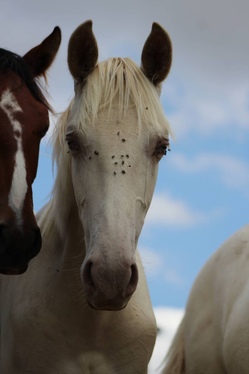 Gelding PRE Pure Spanish Bred For sale 2025 Cremello
