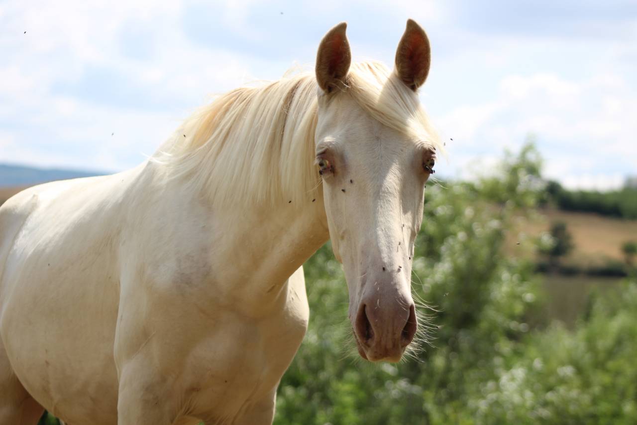 Gelding PRE Pure Spanish Bred For sale 2025 Cremello