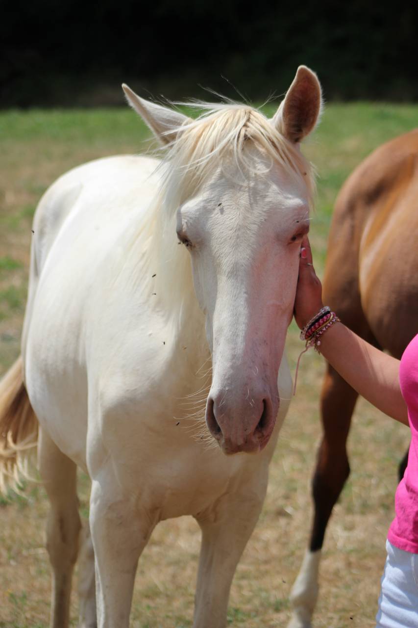 Gelding PRE Pure Spanish Bred For sale 2025 Cremello