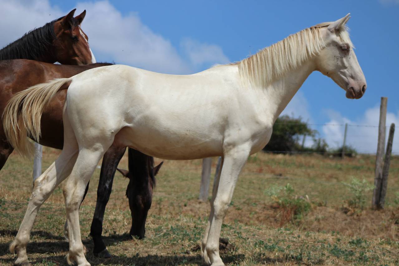 Gelding PRE Pure Spanish Bred For sale 2025 Cremello