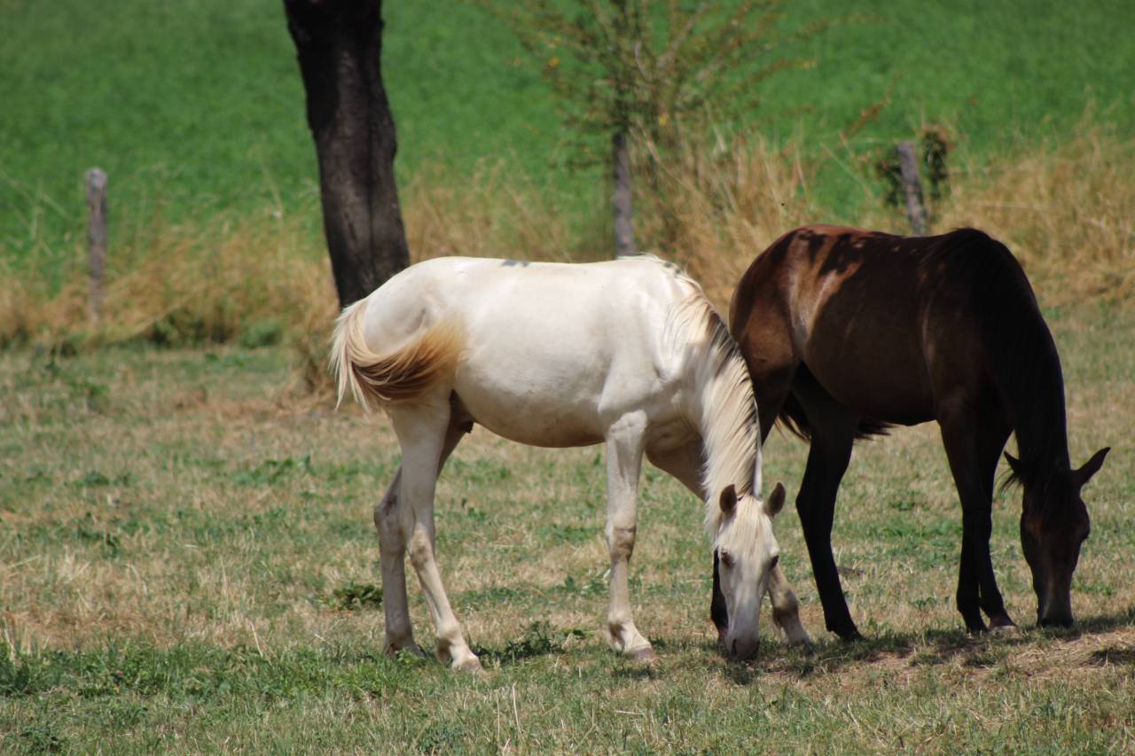 Gelding PRE Pure Spanish Bred For sale 2025 Cremello