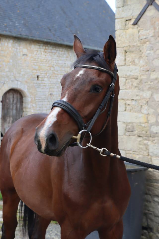 Mare Selle Fran&ccedil;ais For sale 2023 Bay