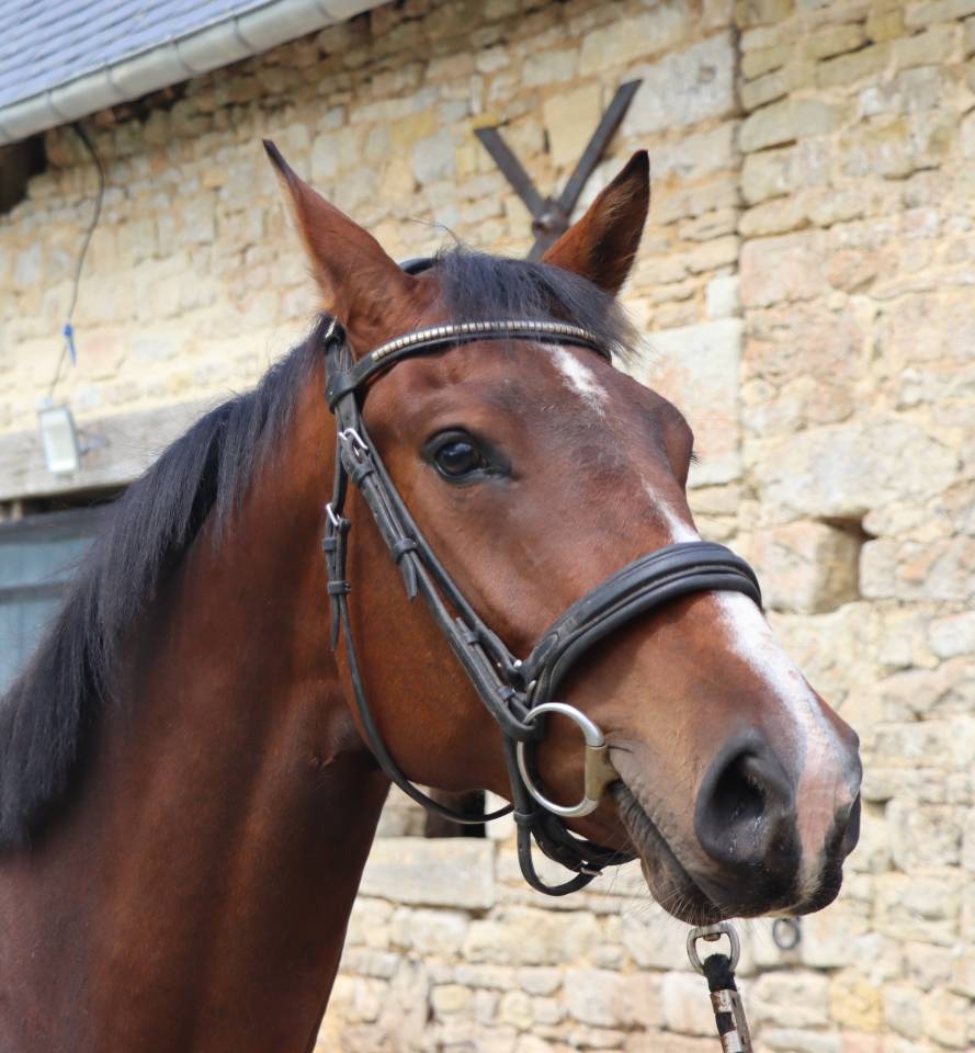 Mare Selle Fran&ccedil;ais For sale 2023 Bay