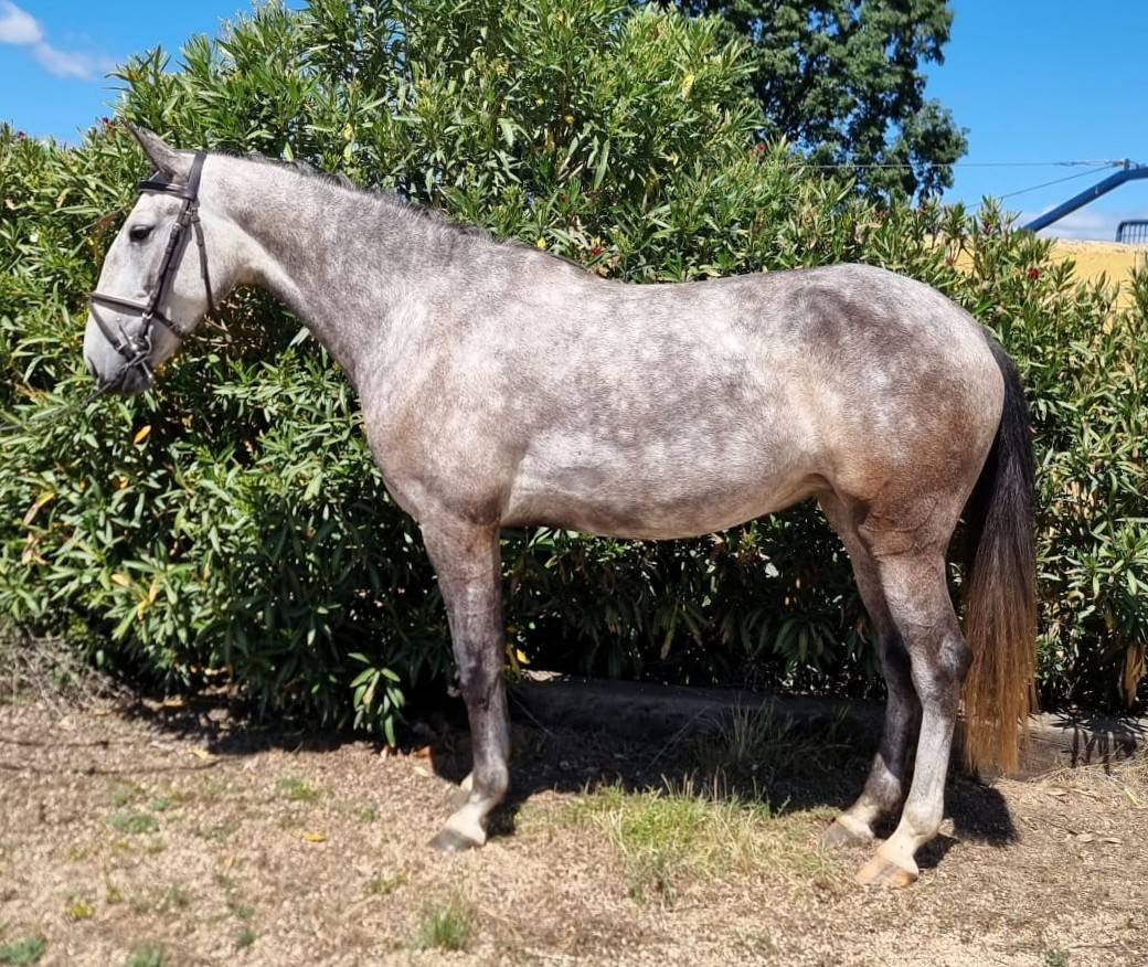 Mare Lusitano For sale 2022 Grey