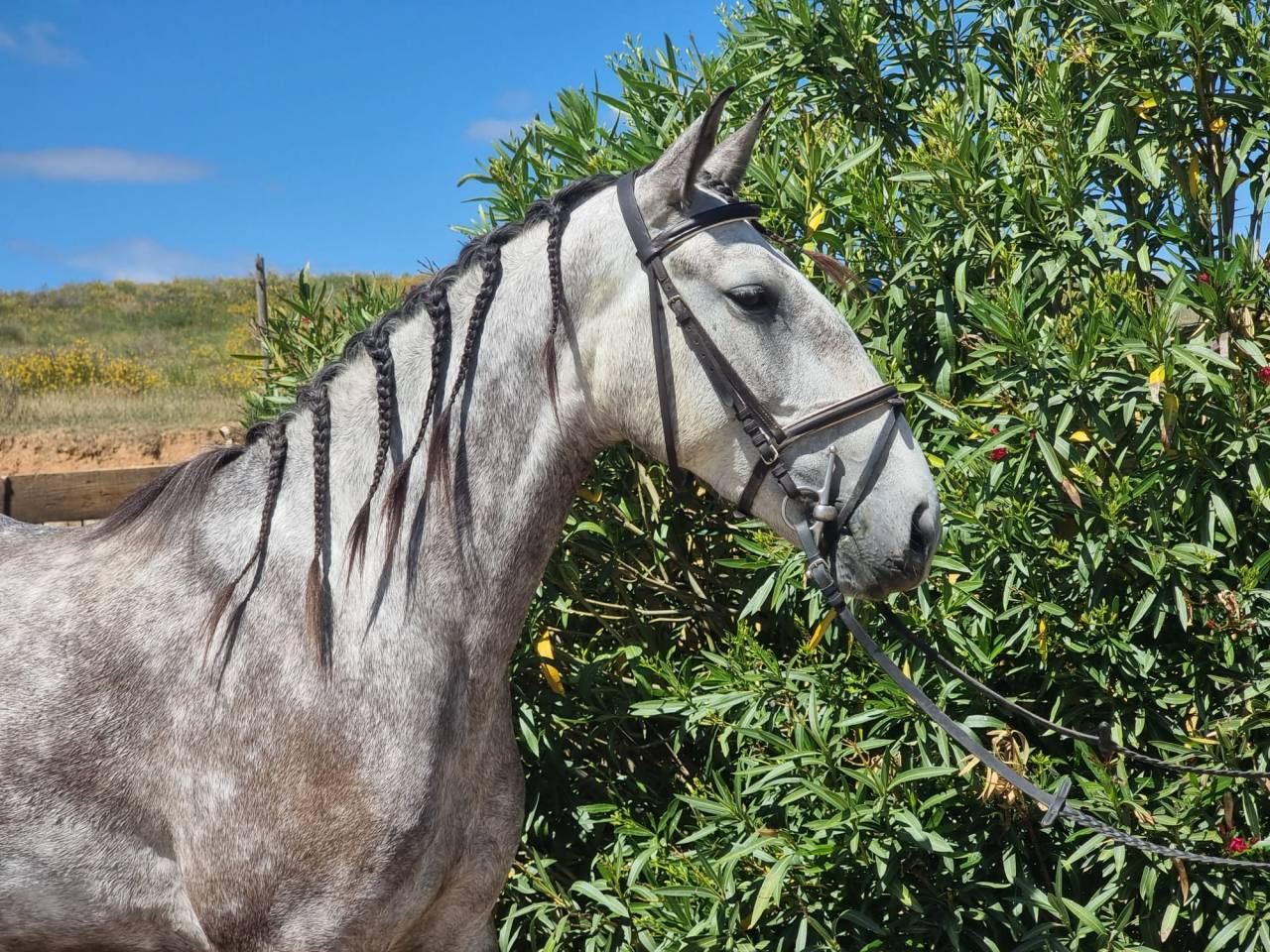 Mare Lusitano For sale 2022 Grey