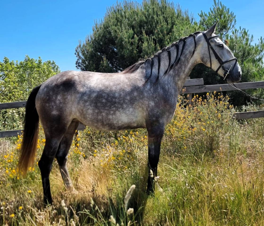 Mare Lusitano For sale 2022 Grey