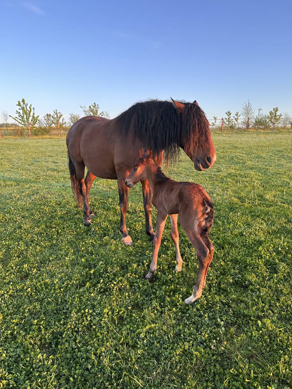 Broodmare Lusitano For sale 2017 Bay
