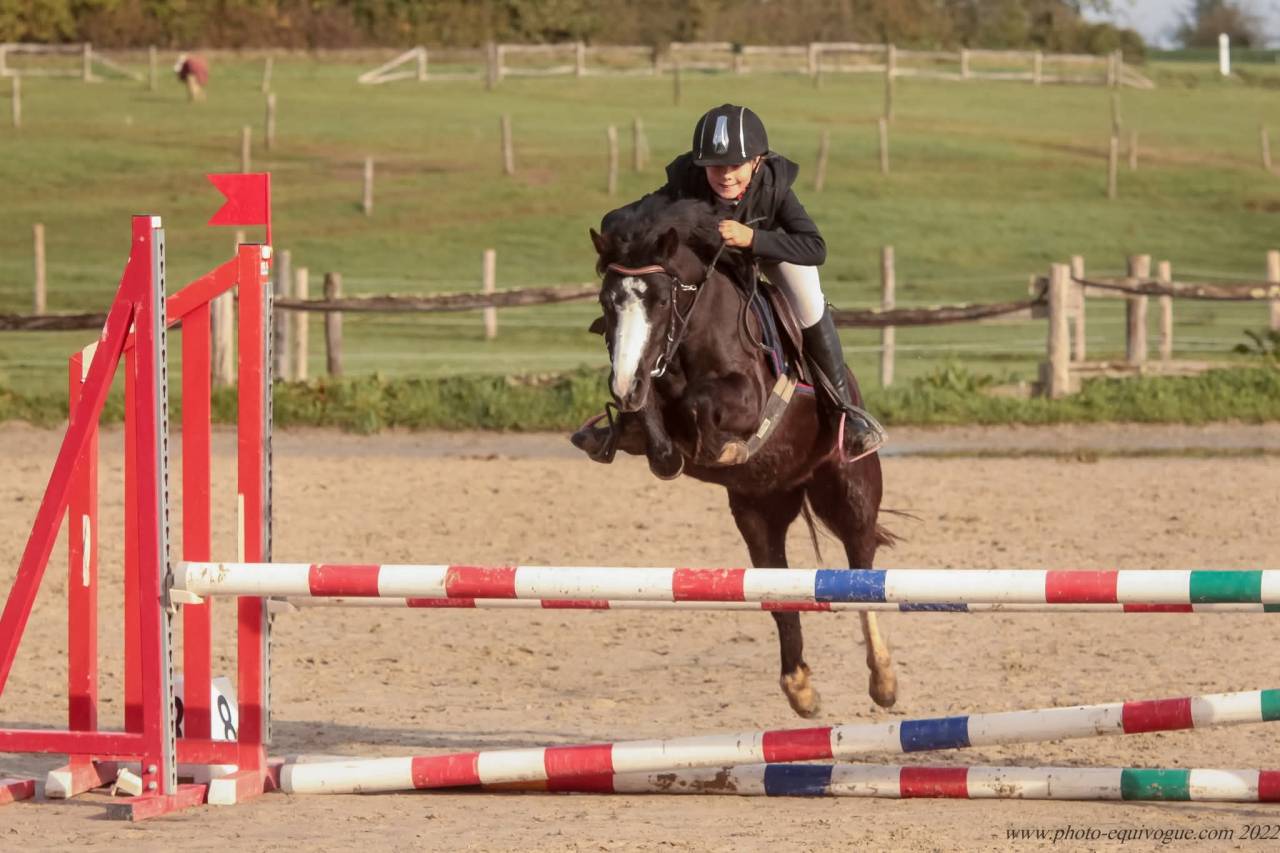 Mare Welsh Pony (Section A) For loan 2020 Black