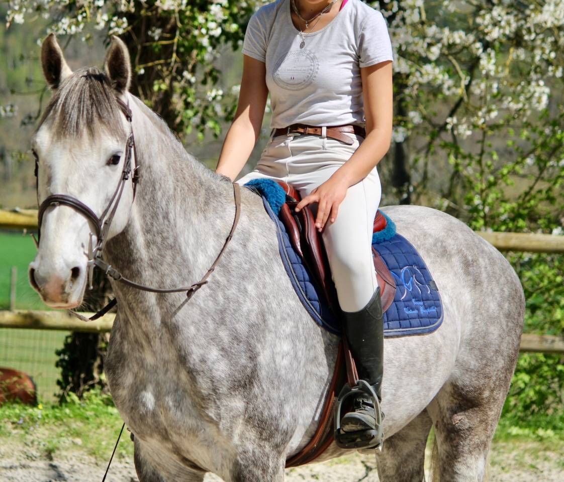 Gelding Origin Recorded For sale 2022 Bay