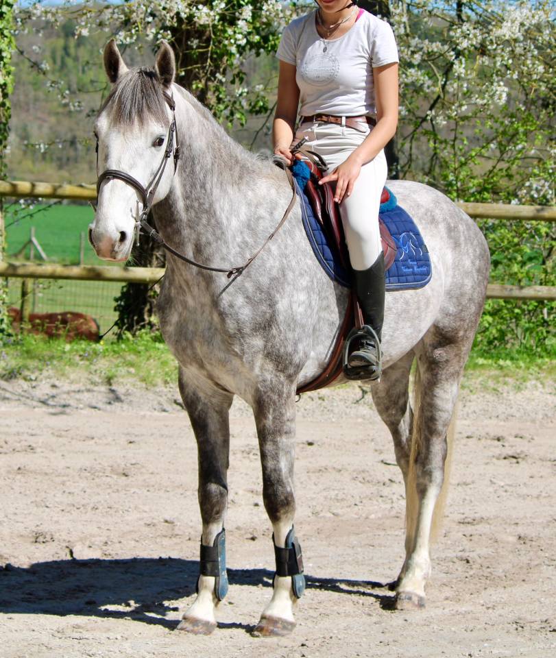Gelding Origin Recorded For sale 2022 Bay