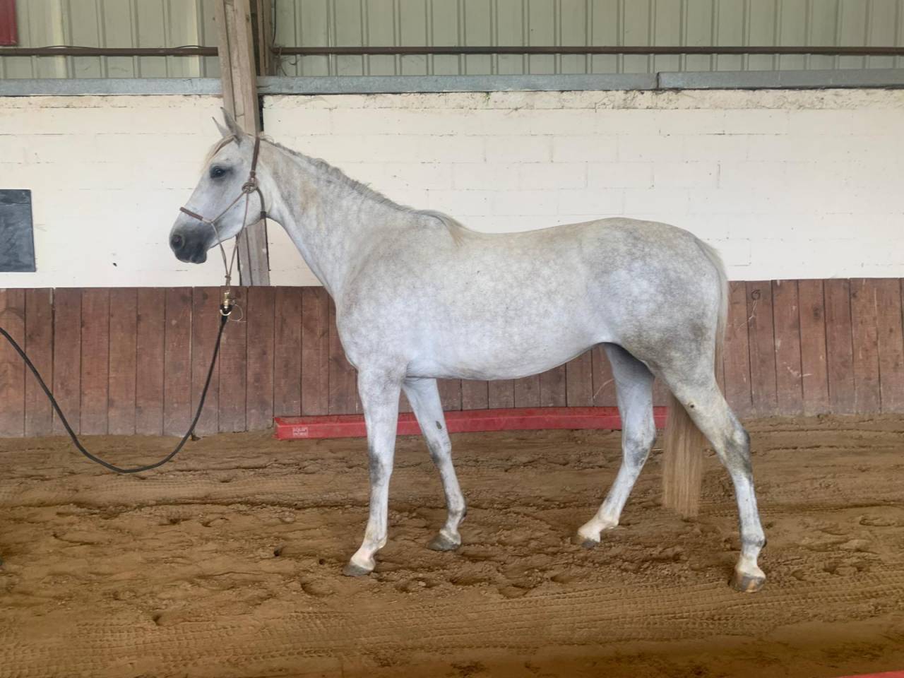 Mare Zangersheide For sale 2023 Grey