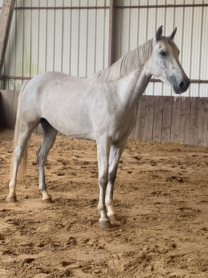 Mare Zangersheide For sale 2023 Grey