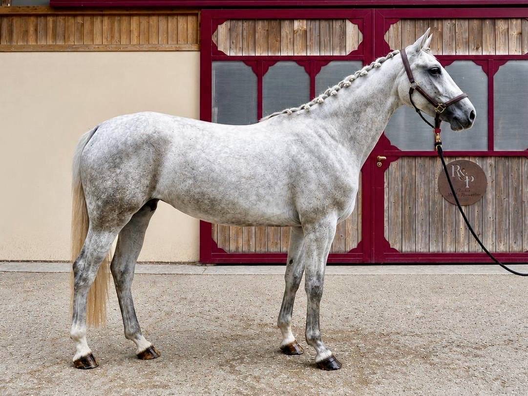 Mare Zangersheide For sale 2023 Grey
