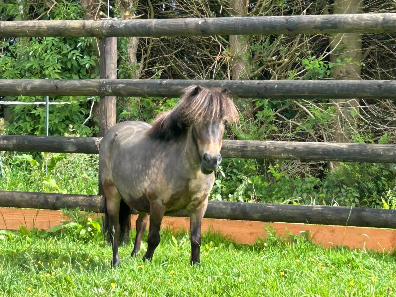 Mare No Origin Recorded For sale 2017 Buckskin
