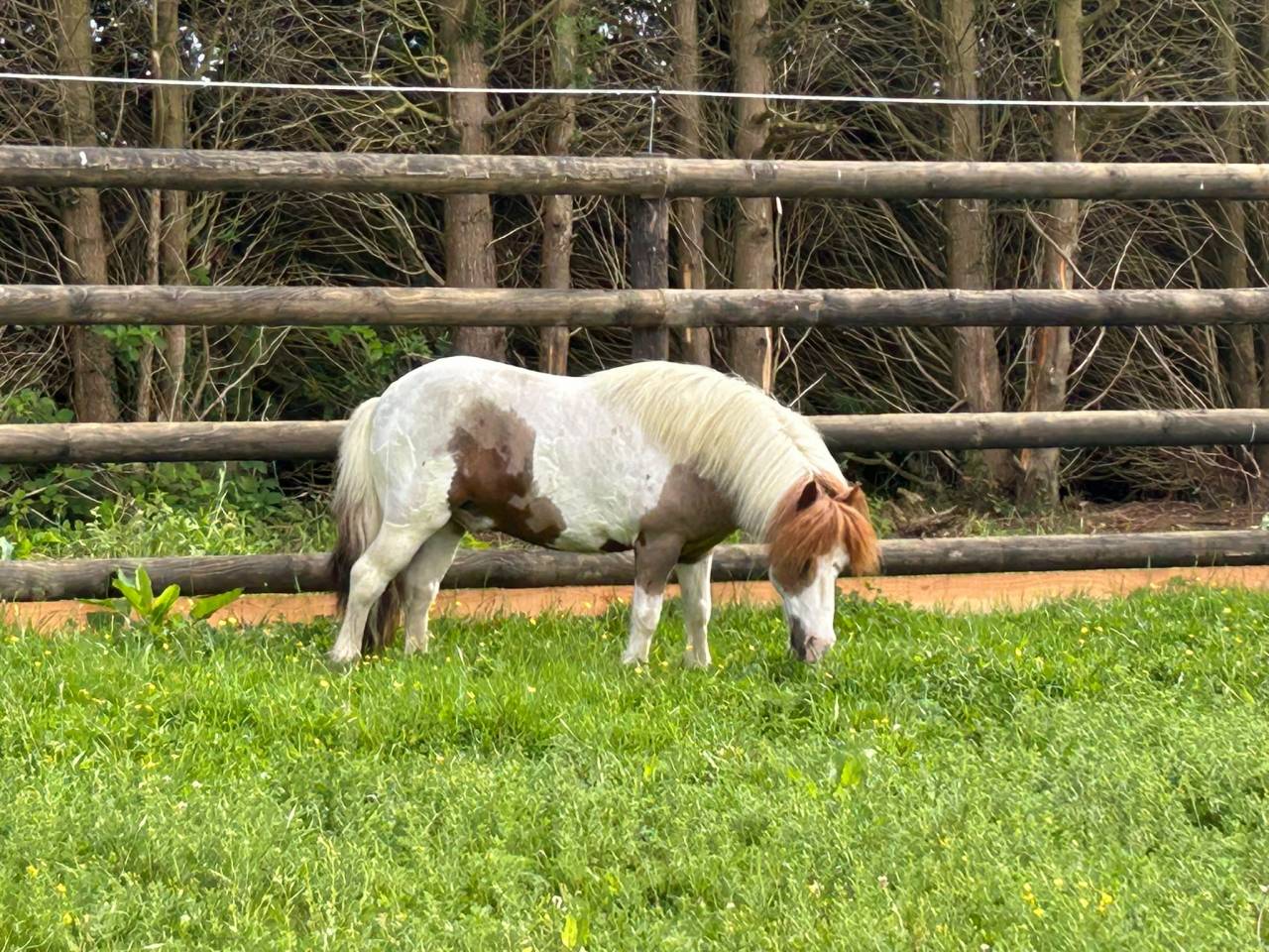 Gelding No Origin Recorded For sale 2015 Coloured