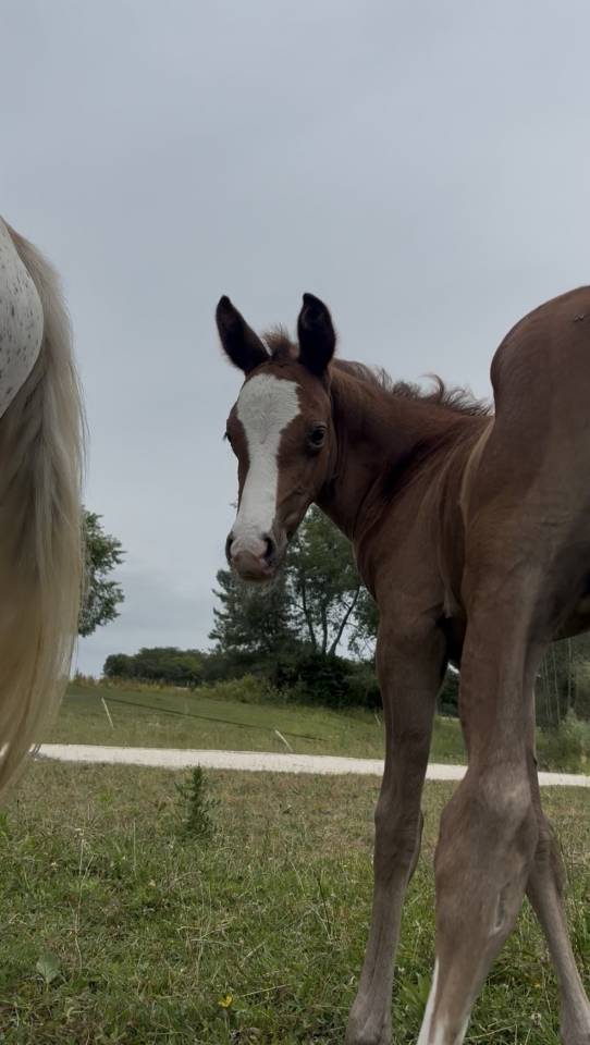 Entire Welsh Part Bred For sale 2026 Chesnut