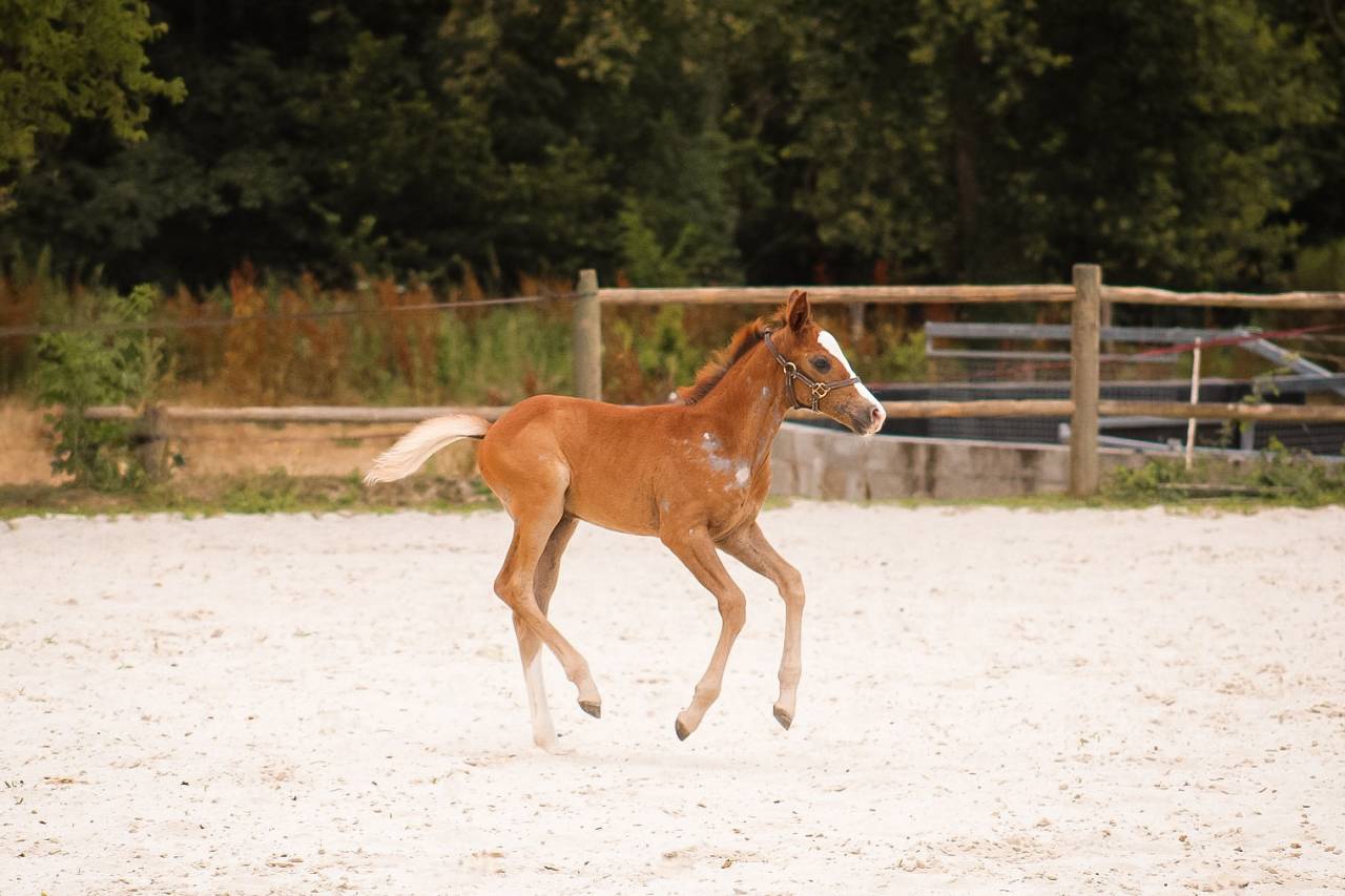 Entire Welsh Part Bred For sale 2026 Chesnut