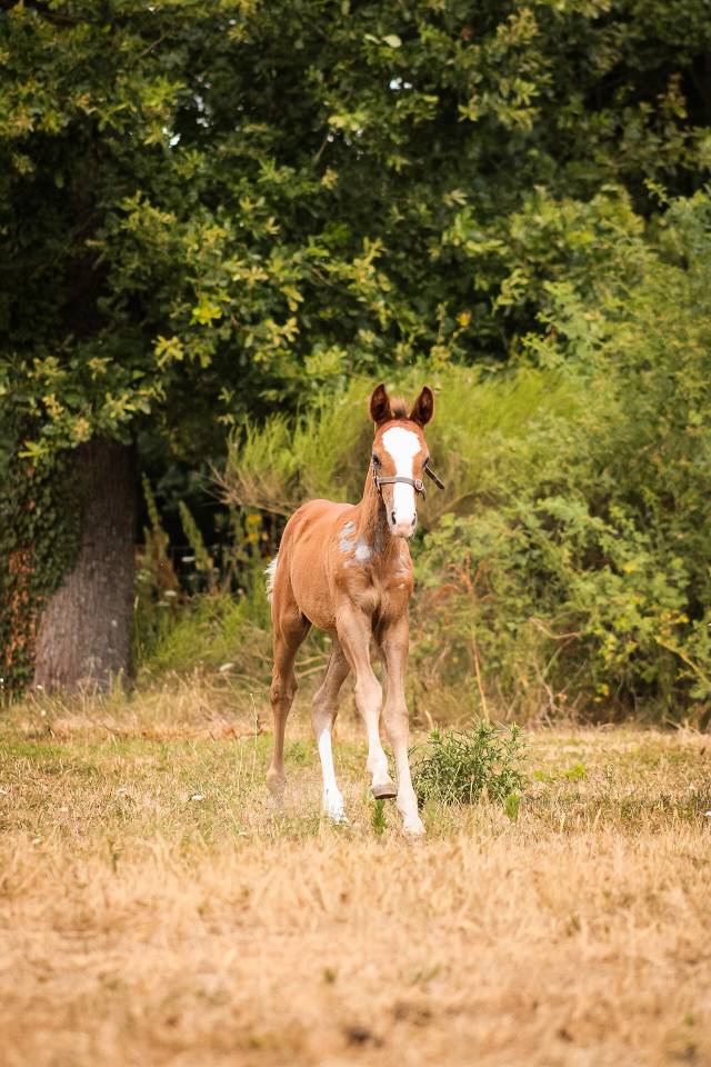 Entire Welsh Part Bred For sale 2026 Chesnut