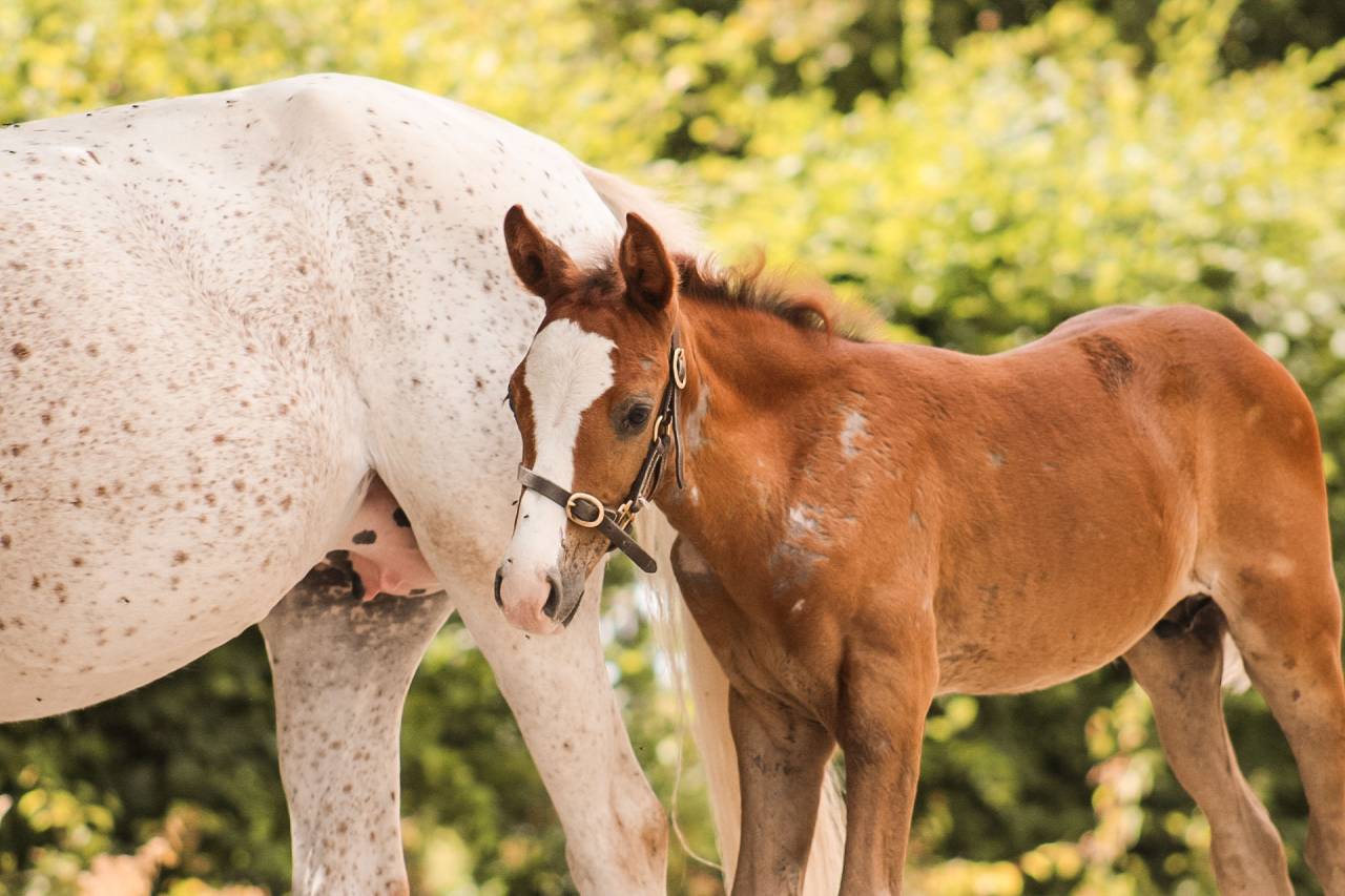Entire Welsh Part Bred For sale 2026 Chesnut