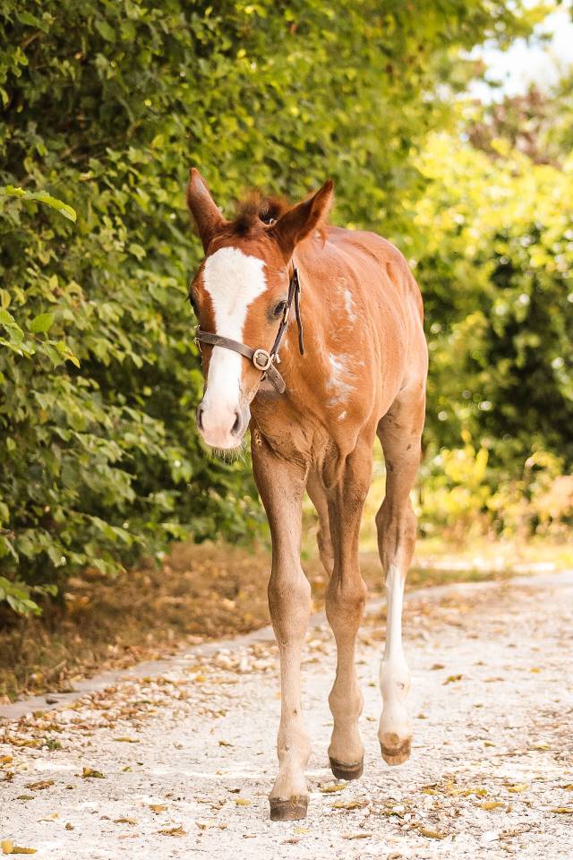 Entire Welsh Part Bred For sale 2026 Chesnut