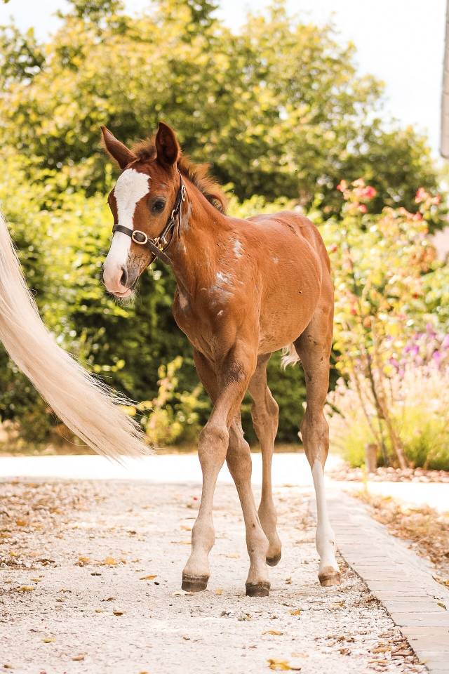 Entire Welsh Part Bred For sale 2026 Chesnut
