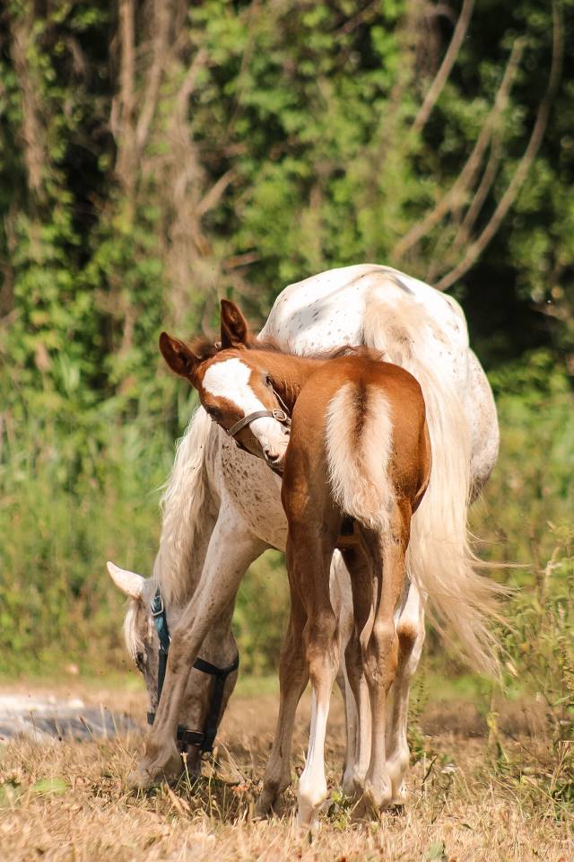 Entire Welsh Part Bred For sale 2026 Chesnut