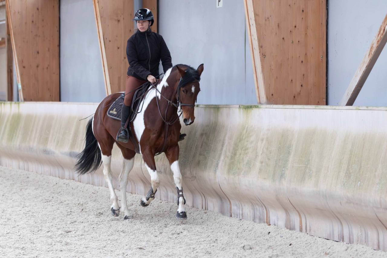 Mare Zangersheide For sale 2016 Coloured