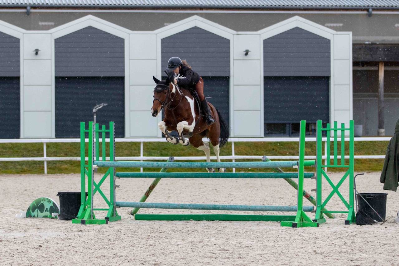 Mare Zangersheide For sale 2016 Coloured