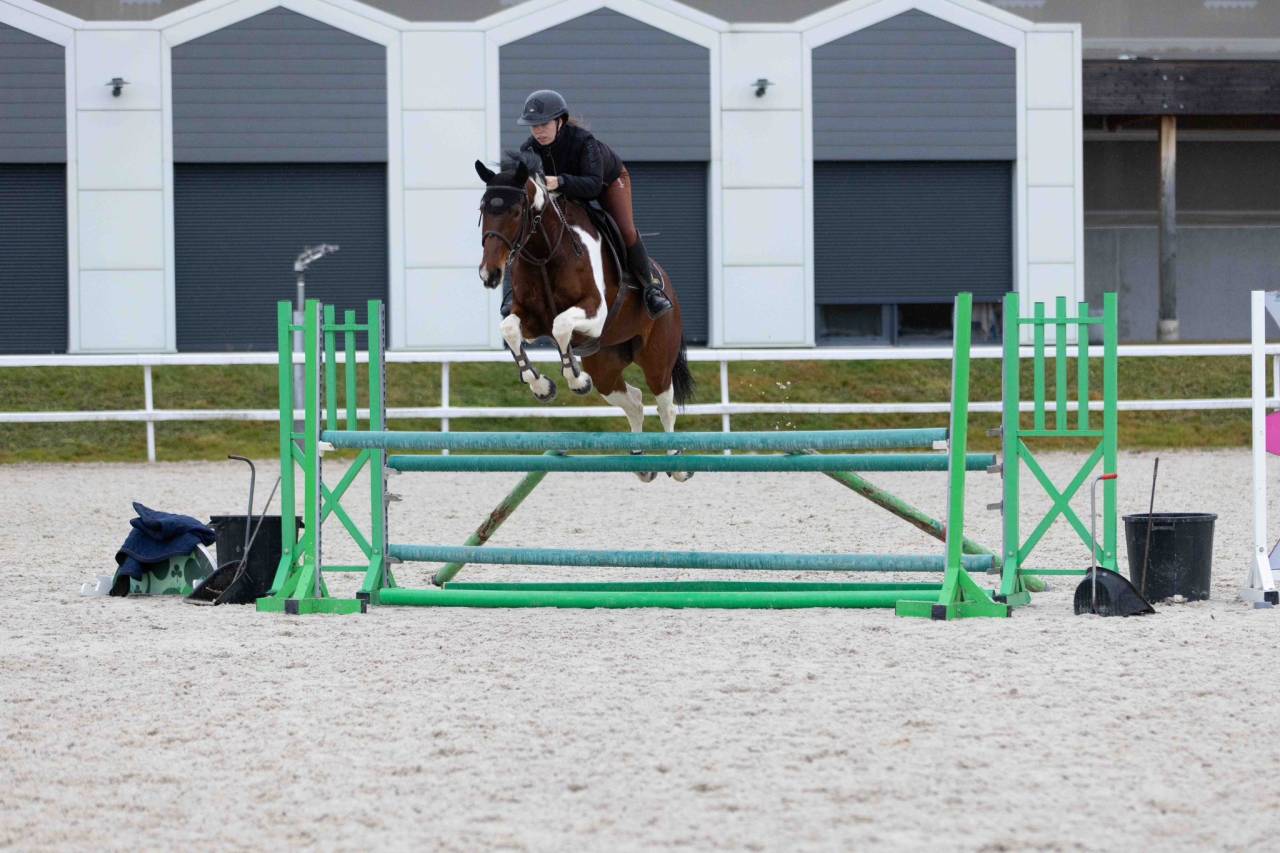Mare Zangersheide For sale 2016 Coloured