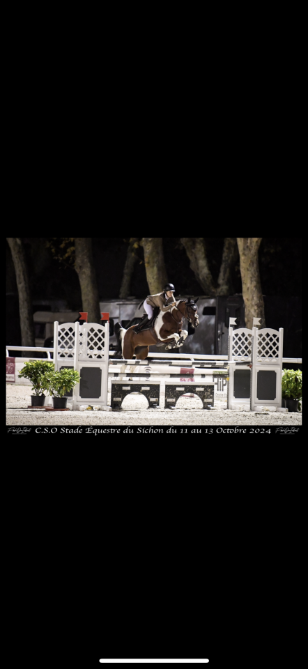 Mare Zangersheide For sale 2016 Coloured