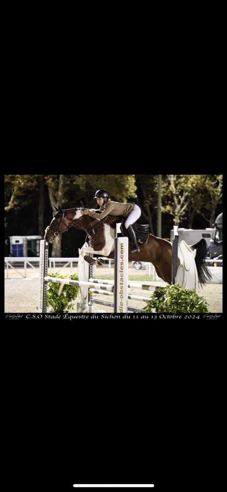 Mare Zangersheide For sale 2016 Coloured