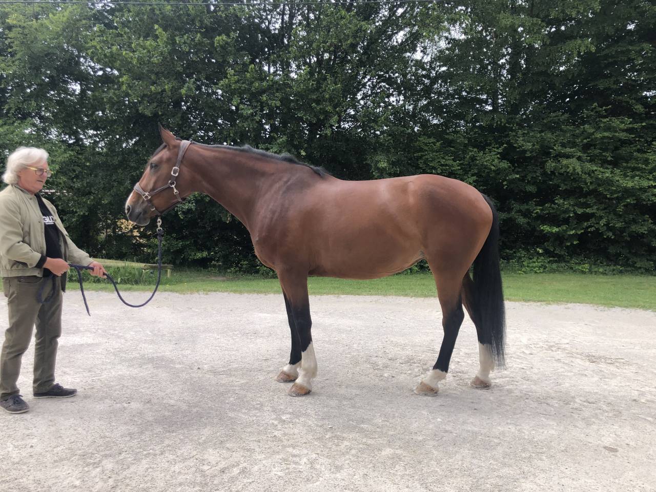Mare Selle Fran&ccedil;ais For sale 2020 Bay