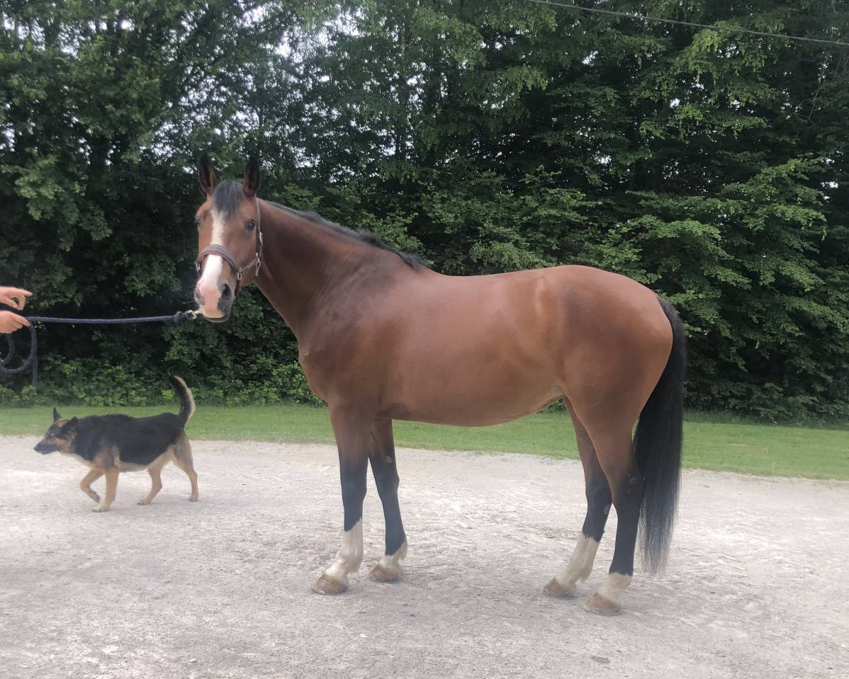 Mare Selle Fran&ccedil;ais For sale 2020 Bay