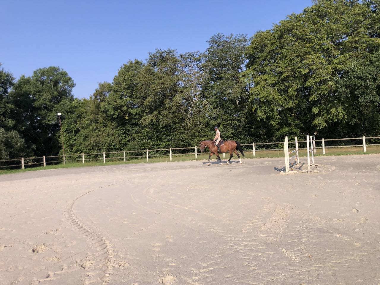 Mare Selle Fran&ccedil;ais For sale 2020 Bay