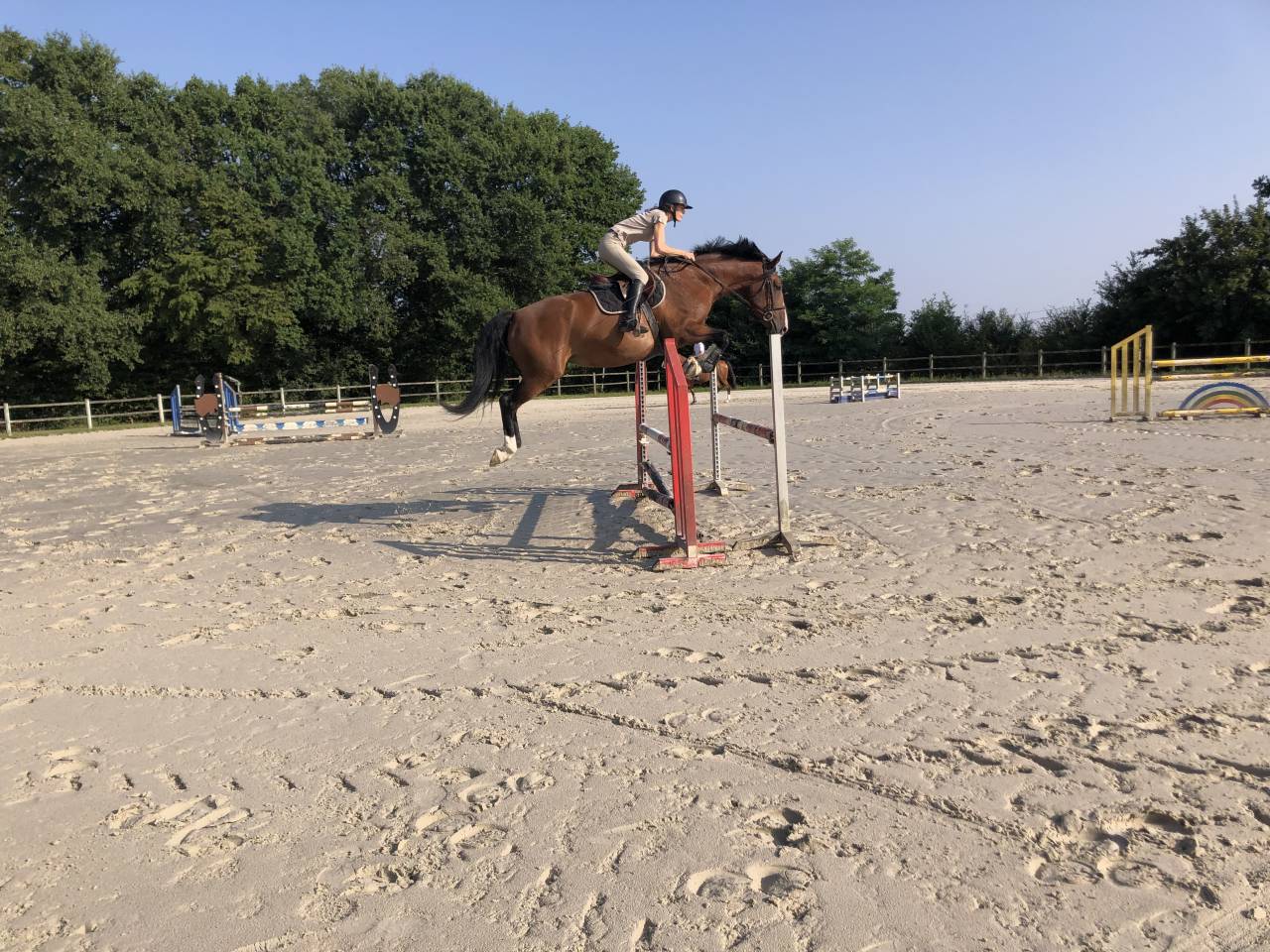 Mare Selle Fran&ccedil;ais For sale 2020 Bay