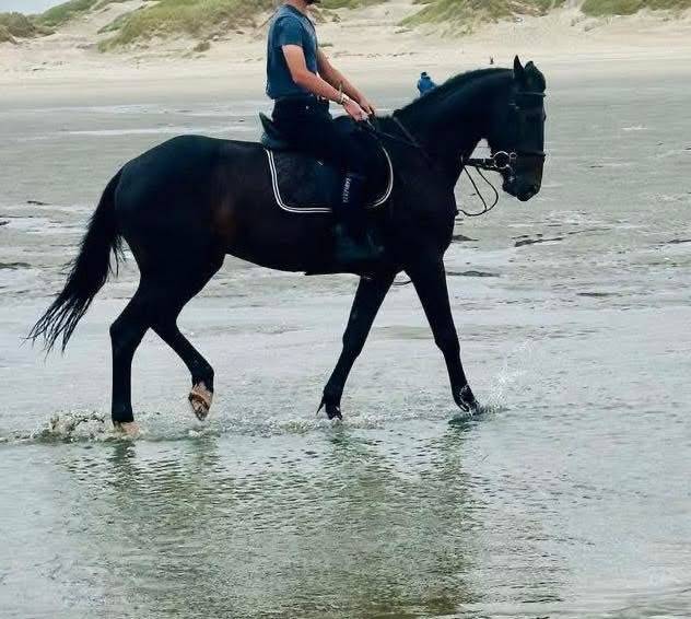 Gelding French Trotter For sale 2020 Bay
