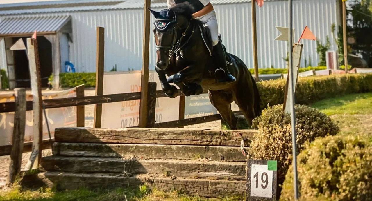 Gelding French Trotter For sale 2020 Bay