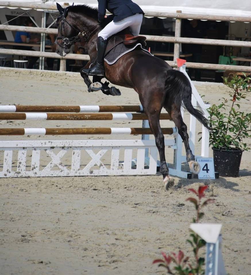 Gelding French Trotter For sale 2020 Bay