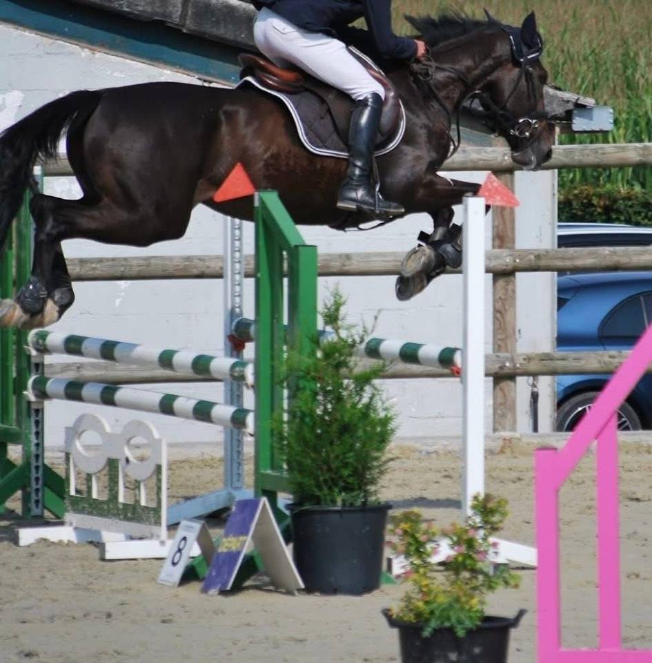 Gelding French Trotter For sale 2020 Bay