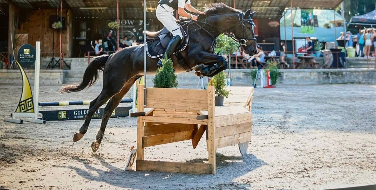 Gelding French Trotter For sale 2020 Bay