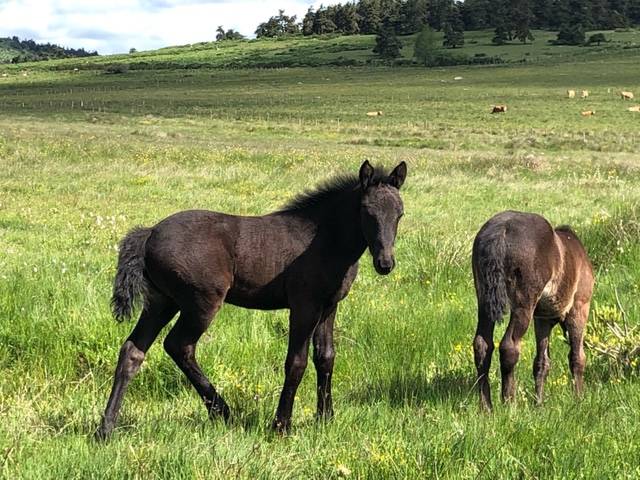 Colt M&eacute;rens For sale 2026 Black
