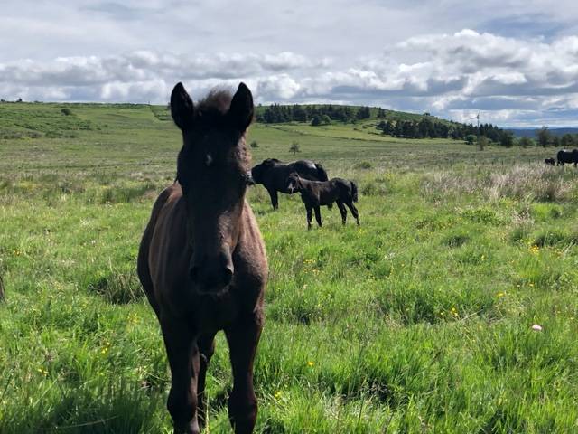 Colt M&eacute;rens For sale 2026 Black