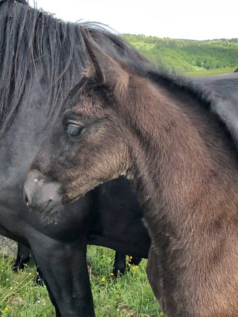 Colt M&eacute;rens For sale 2026 Black